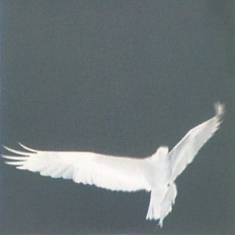 Bardo Pond - Adrop / Circuit VIII 2LP