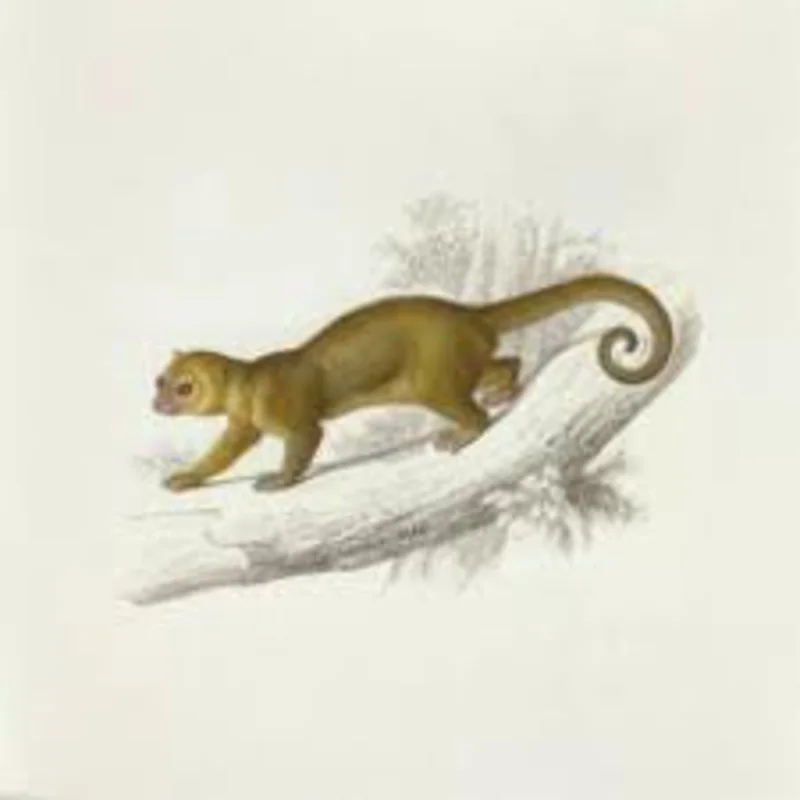 Box Of Baby Birds - Arboreal (CD)