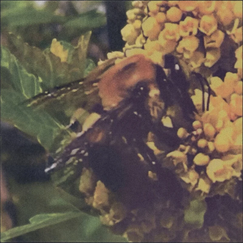 Broncho - Natural Pleasure LP