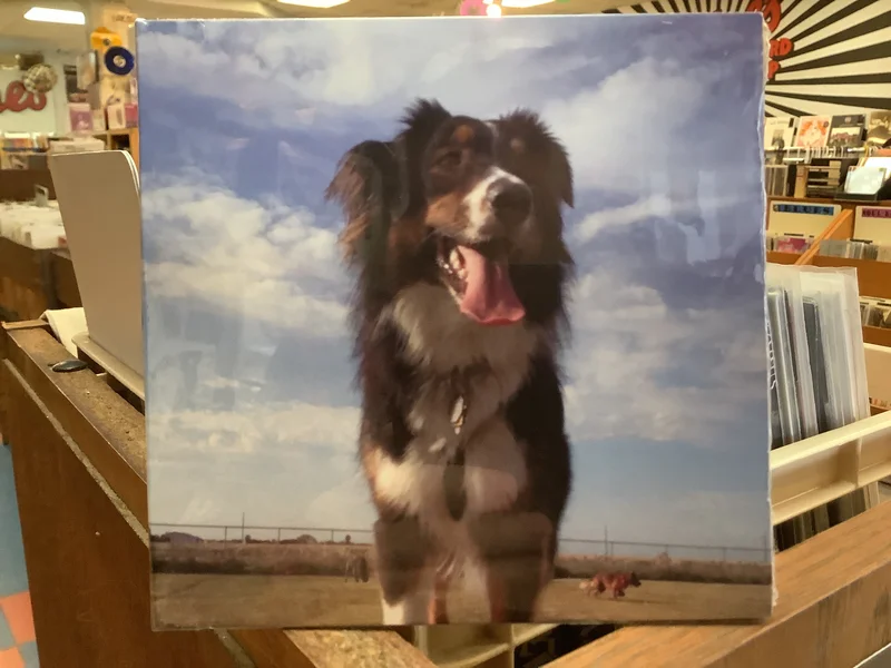 Bruce Jones - Songs For Dogs