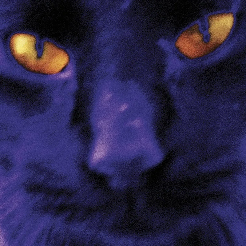 David Kilgour & The Heavy Eights - Bobbie's a girl LP