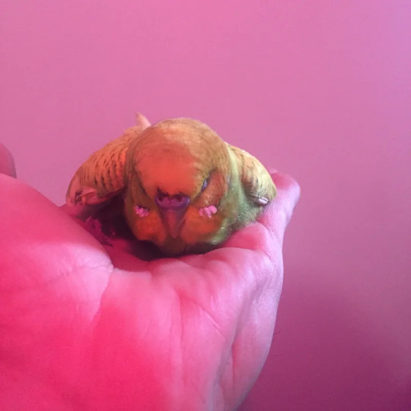 Featherweights
