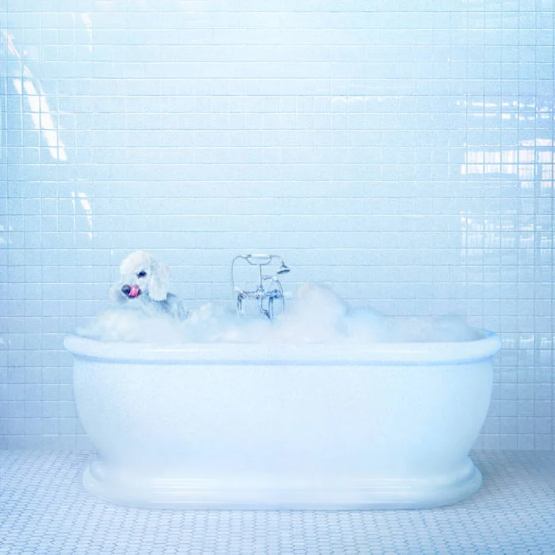 Frankie Cosmos - Vessel LP (Ltd Loser Edition)