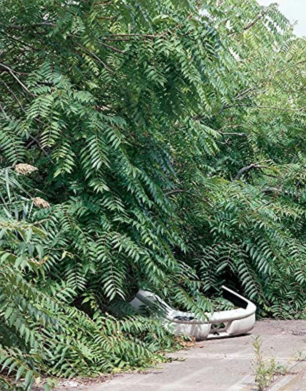 Franziska Klose: Detroit : Field Notes from a Wild City