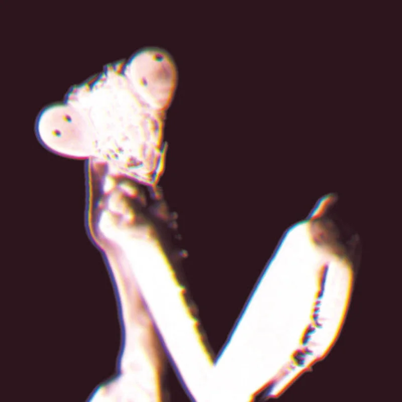 Grimy Styles - Disteria (Vinyl)