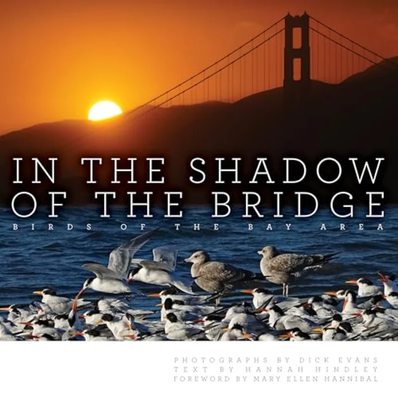 In the Shadow of the Bridge : Birds of the Bay Area