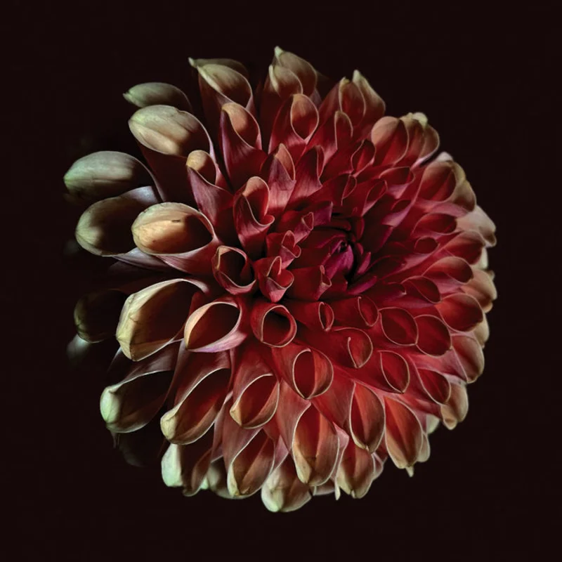 Jessica Moss - Unfolding LP