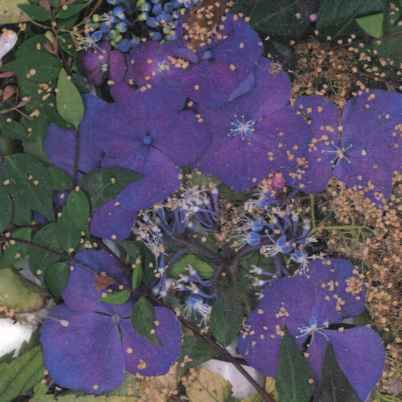 somesurprises - somesurprises LP