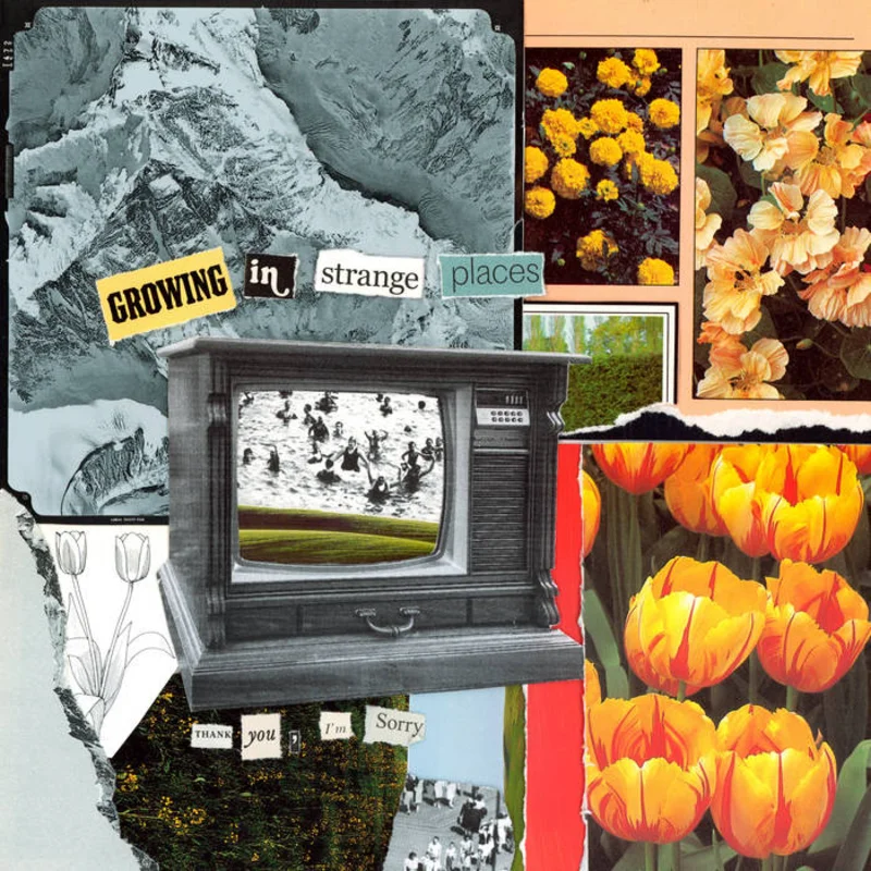 Thank You, I'm Sorry - Growing in Strange Places LP