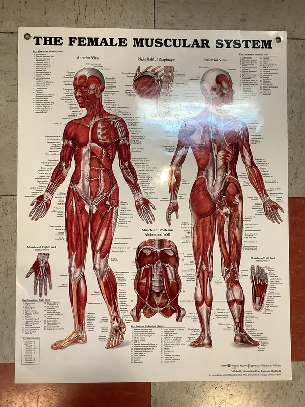 The Female Muscular System (Poster)