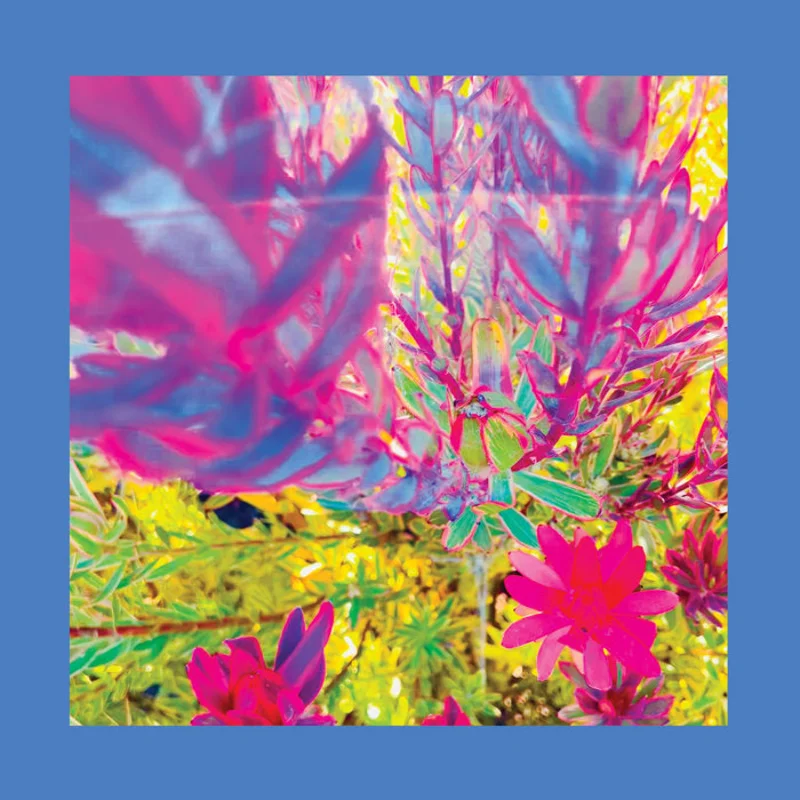 The Reds, Pinks & Purples - The Past Is a Garden I Never Fed LP