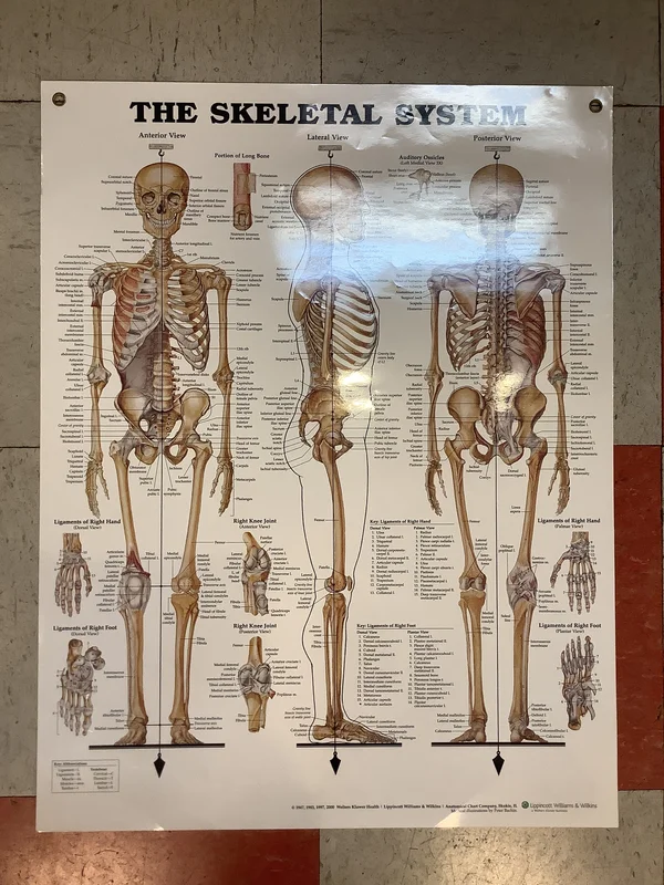 The Skeletal System (Poster)
