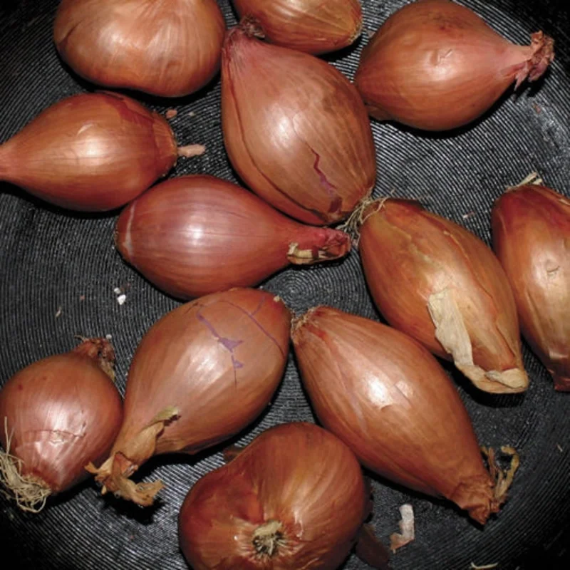 Ty Segall - Fried Shallots 12"
