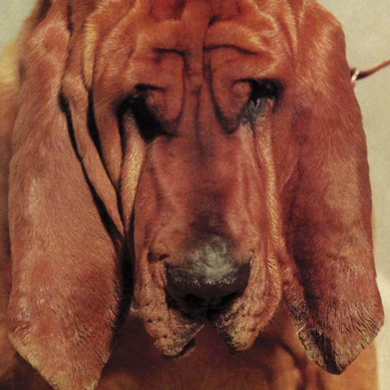 Ty Segall - Goodbye Bread LP