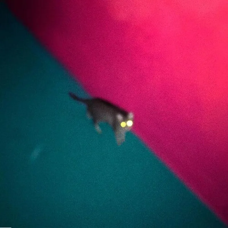 !!! - Wallop 2LP