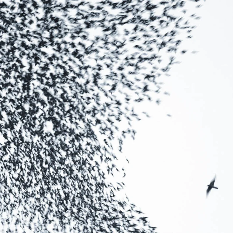 Wilco - Sky Blue Sky 2LP